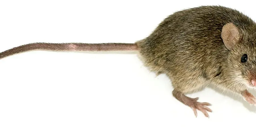 Хвост мышки