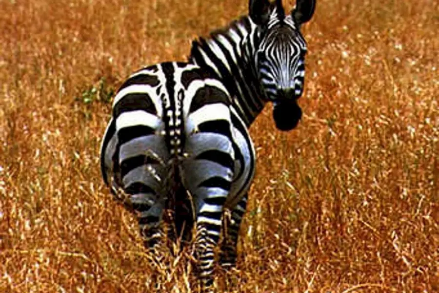 Хвост зебры