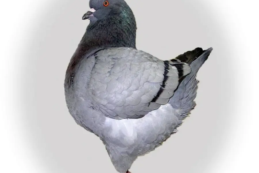 Кинг порода голубей