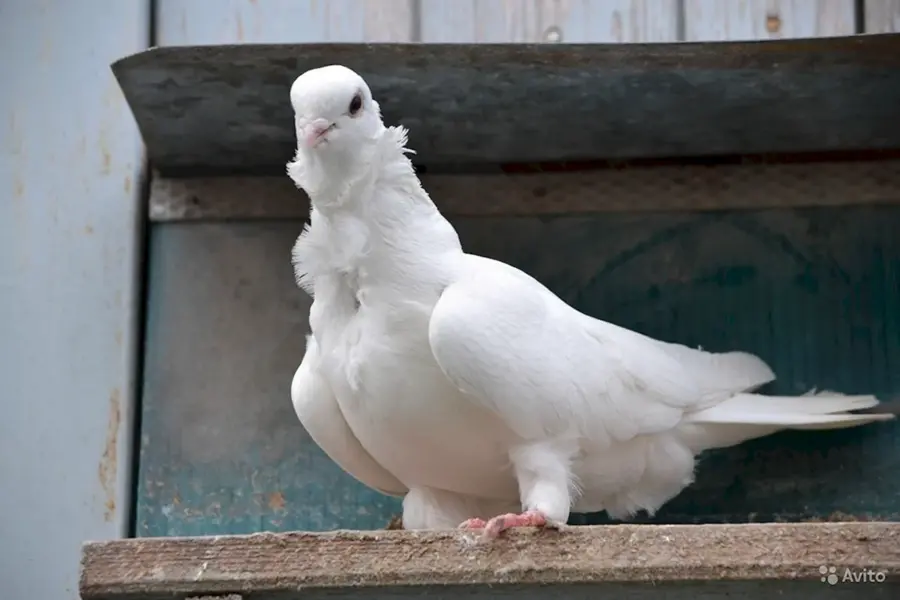 Китайская Чайка порода голубей