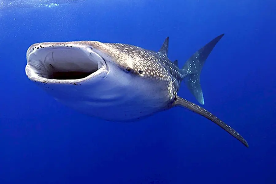 Китовая акула и большеротая