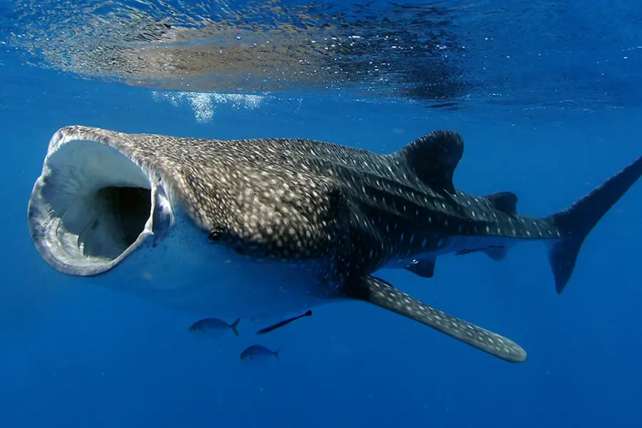 Китовая акула питается планктоном