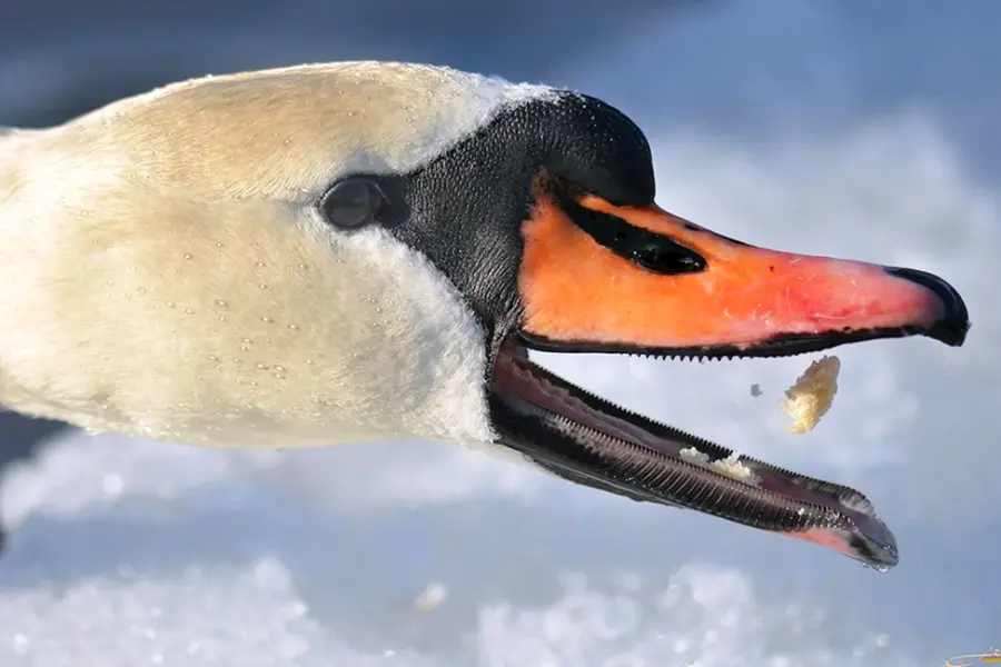 Клюв лебедя зубы