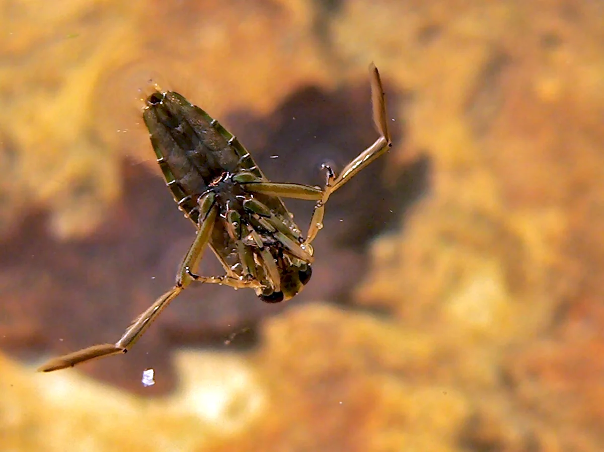 Notonecta glauca. Клоп Гладыш. Гладыш водяная Оса. Гладыш обыкновенный.