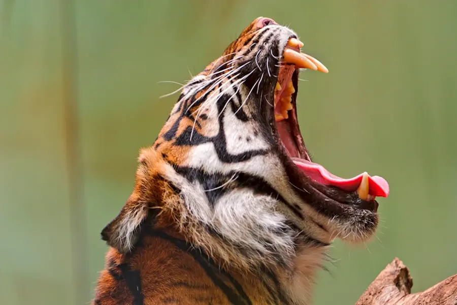 Клыки тигра