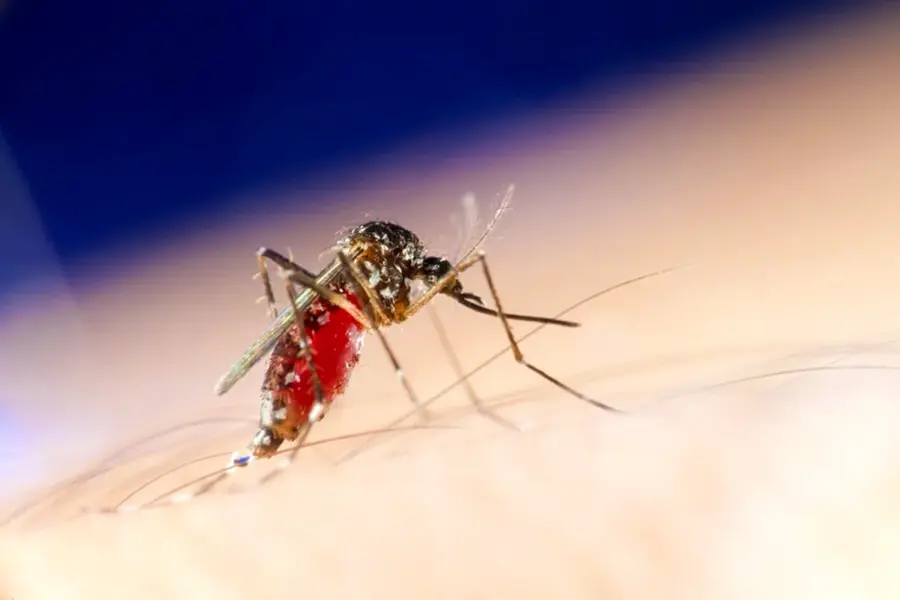 Комаров Aedes albopictus