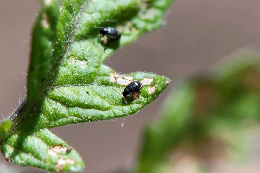 Комнатные вредители на растениях черные жучки