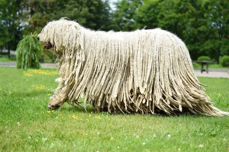 Комондор венгерская овчарка