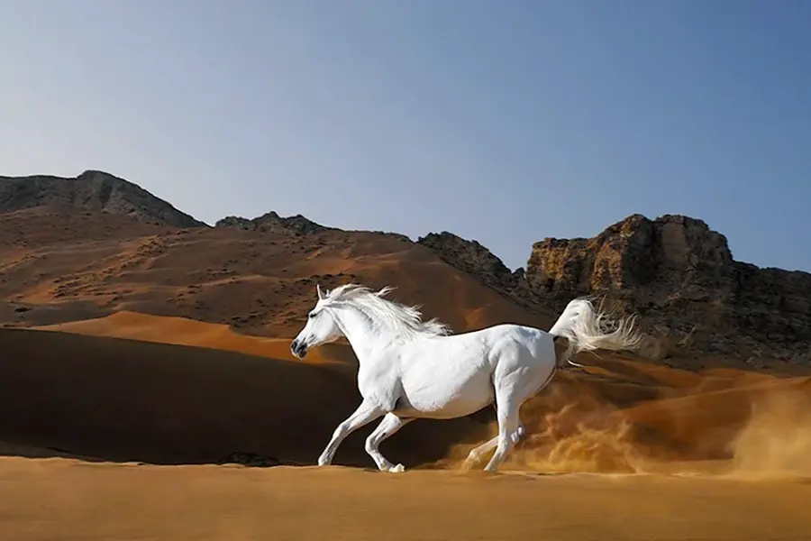 Конь в пустыне