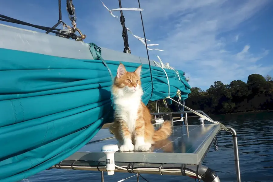 Корабельный кот