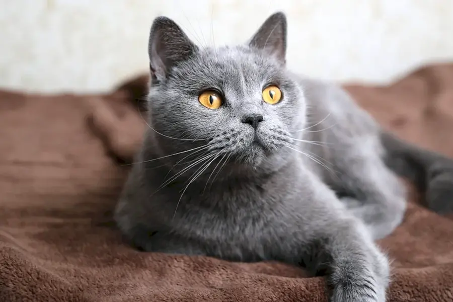 Корат шартрез Картезианская кошка