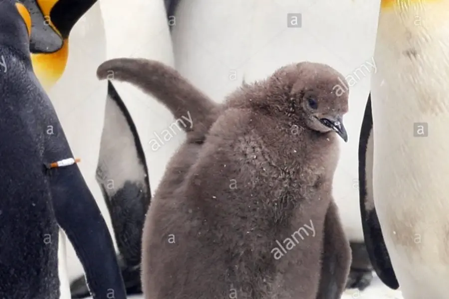 Королевский Пингвин детеныш