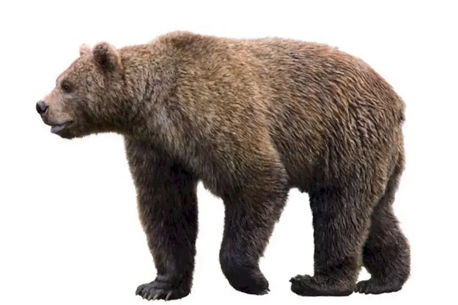 Короткомордый пещерный медведь