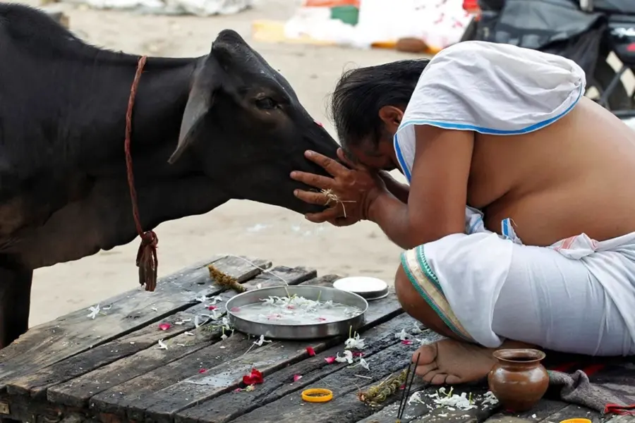 Корова Священное животное в Индии