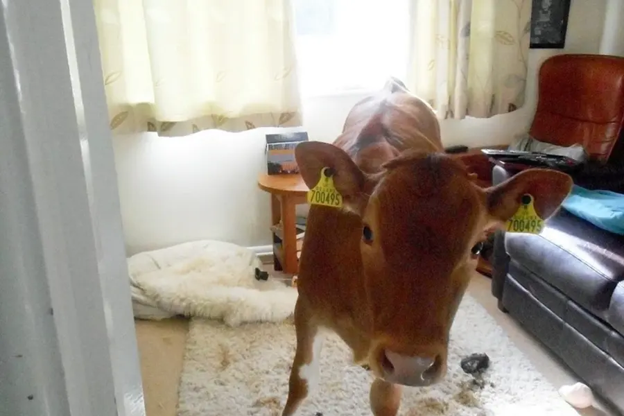 Корова в квартире