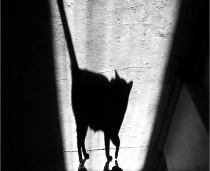 Кошачья тень