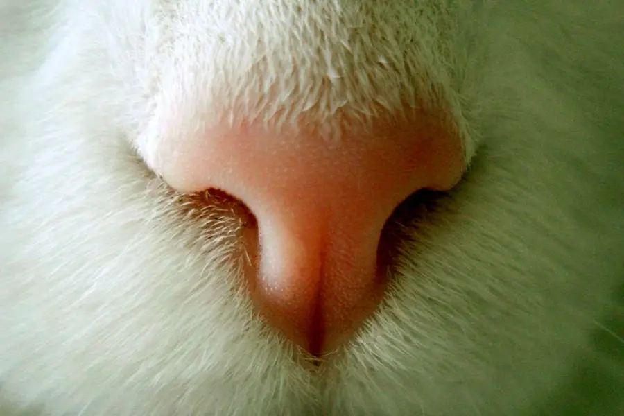 Кошачий нос