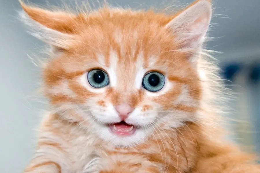 Кошечка рыжая с голубыми глазами большими