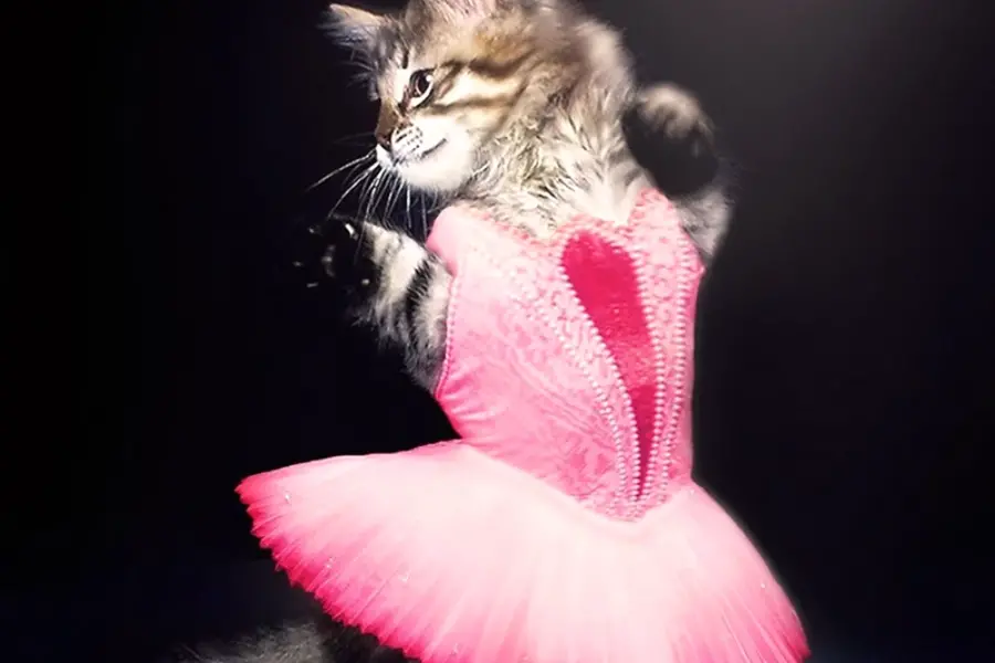 Кошечка в платье