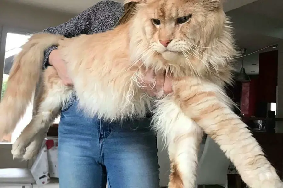 Кошка большая порода майкун