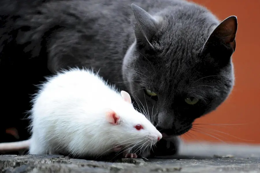 Кошка и крыса