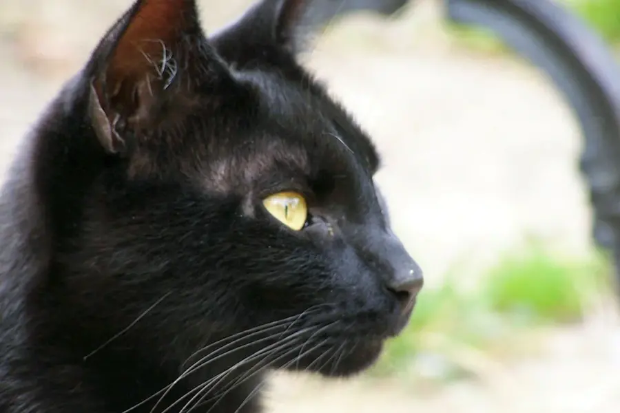 Кошка Мандалай черная