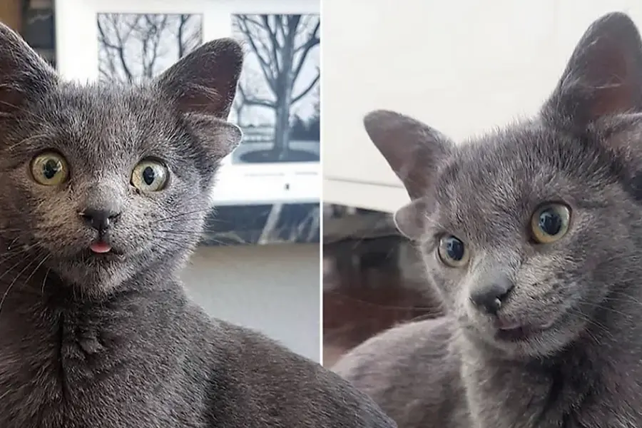 Кошка Мидас Мидас с 4 ушами
