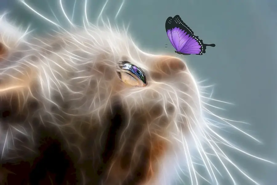 Кошка с бабочкой на носу картинка