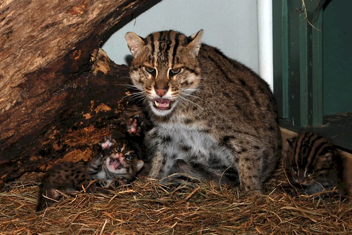 Виверровый кот дома (28 фото)