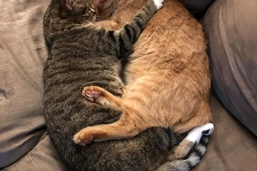 Кошки спят в обнимку