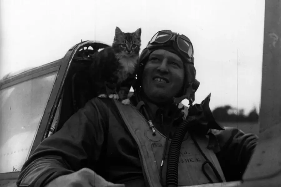 Кошки в ВОВ 1941-1945 гг