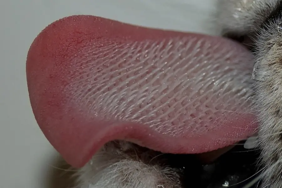 Кошкин язык под микроскопом