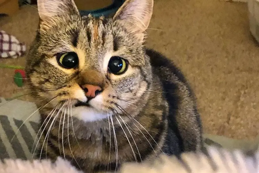 Косоглазая кошка Оливия