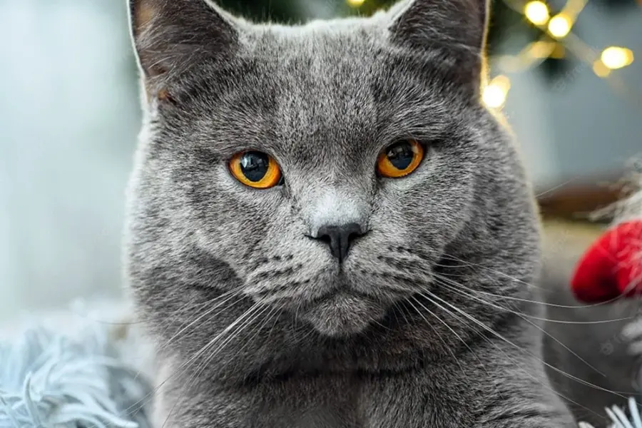 Кот британец серый