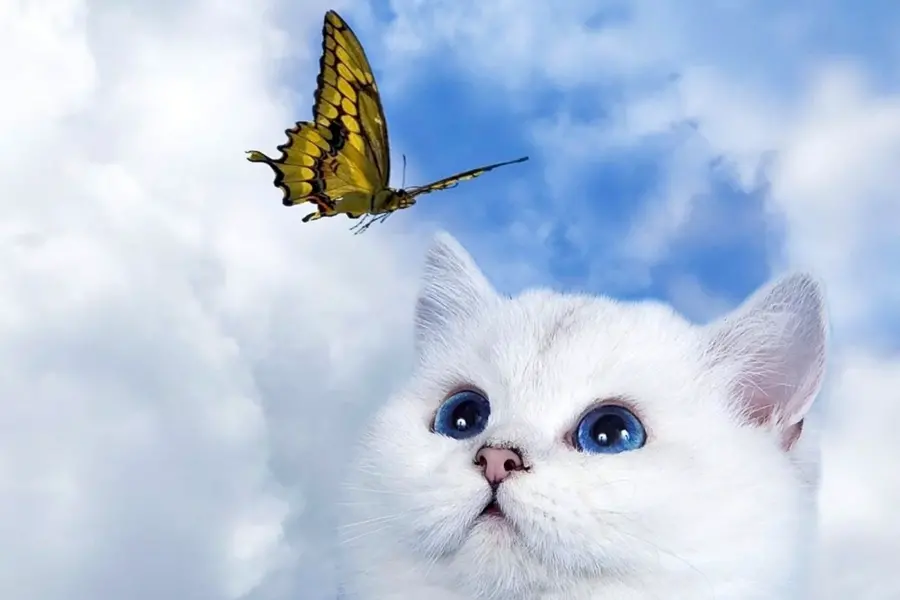 Кот и бабочка