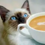 Кот и кофе