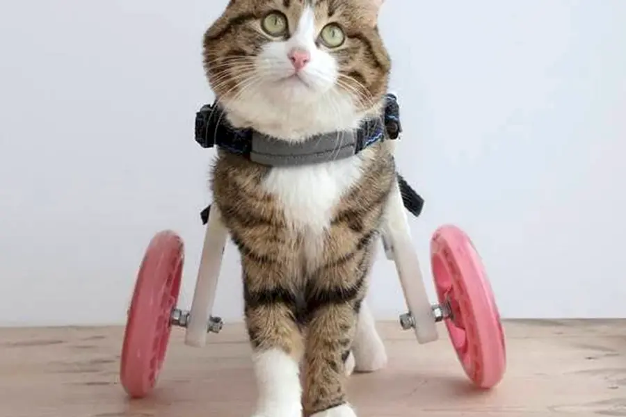 Кот инвалид