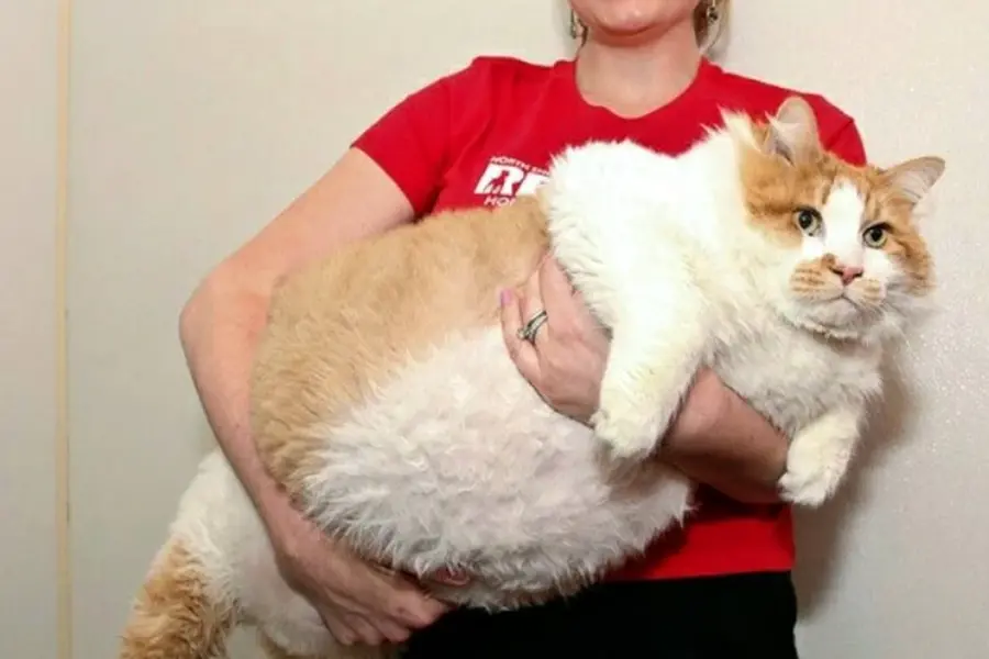 Кот химми 21 кг