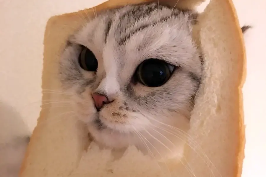 Кот хлеб