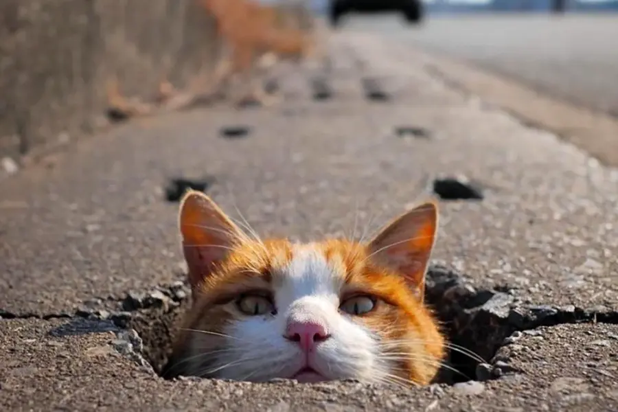 Кот на дороге
