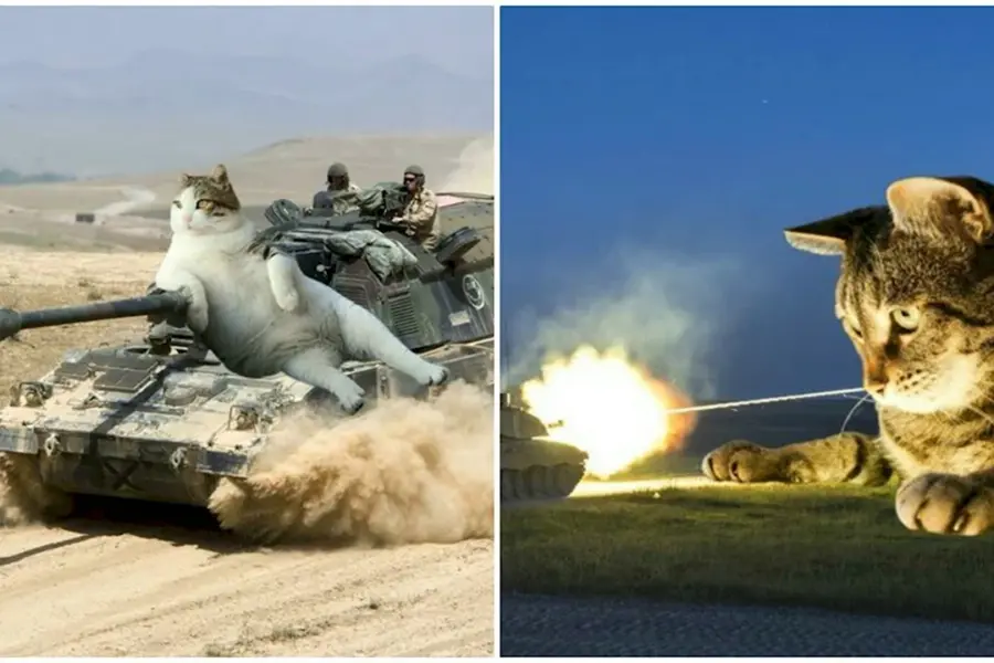 Кот на войне