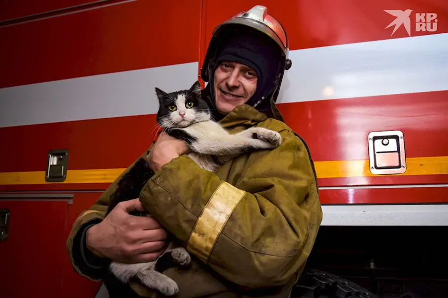Кот пожарный