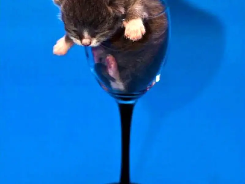 Кот с бокалом