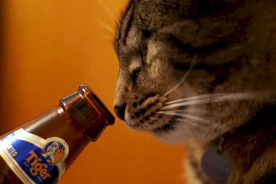Кот с бутылкой