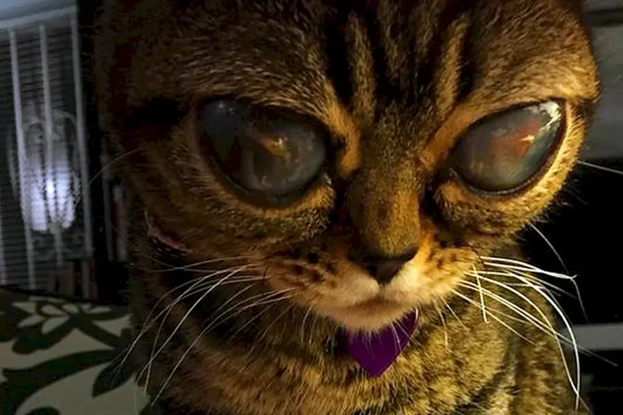 Кот с инопланетными глазами