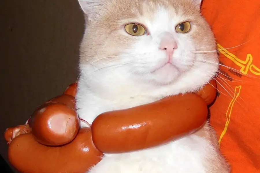 Кот с колбасой