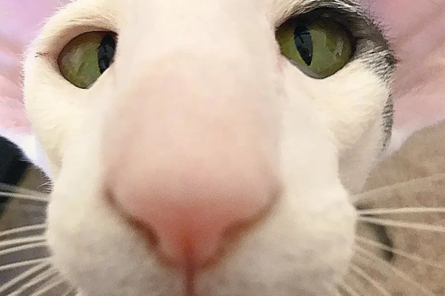 Кот с огромным носом