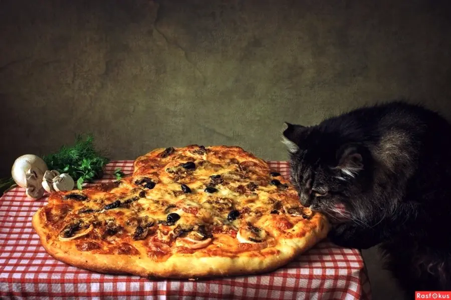 Кот с пиццей