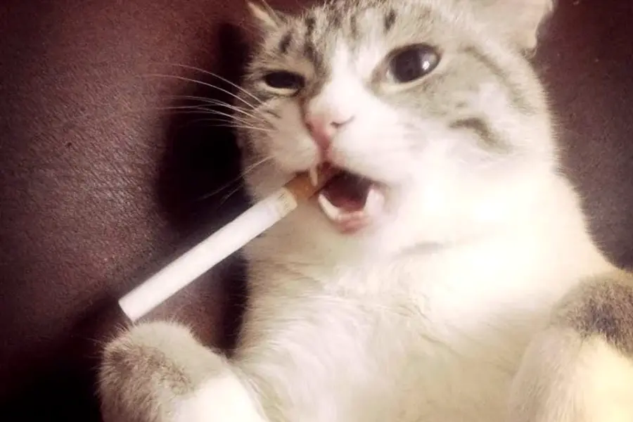 Кот с сигарой