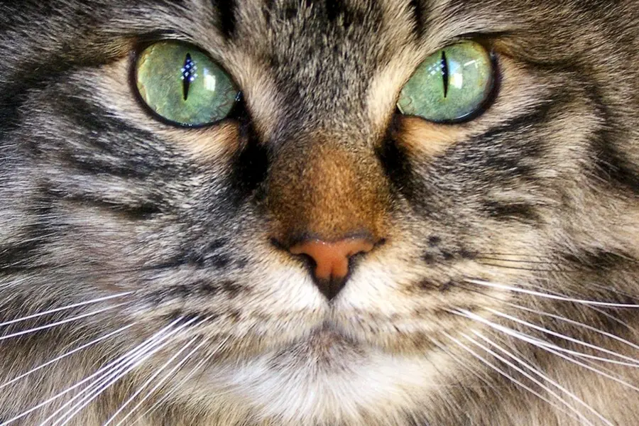Кот с зелеными глазами